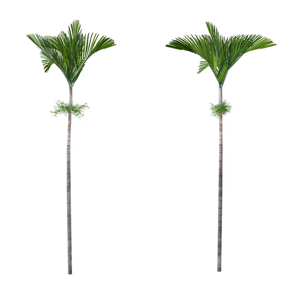 Palm tree isolated. Veitchia joannis — Stock Photo, Image