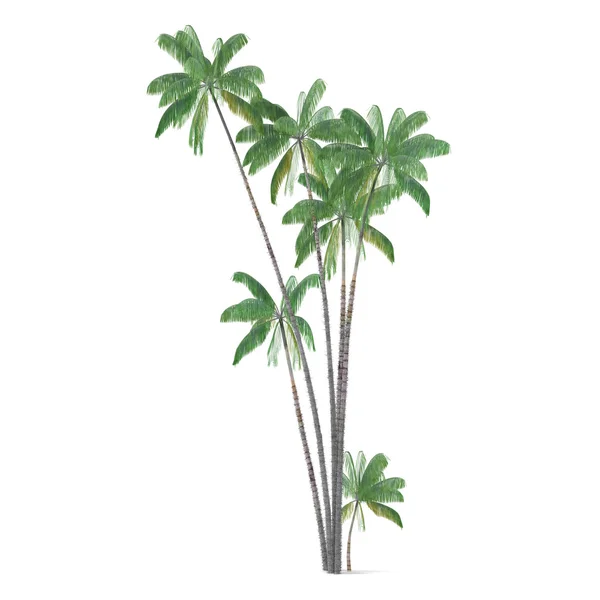 Palme isoliert. oncosperma tigillarium — Stockfoto