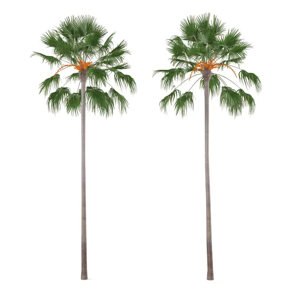 Izole palmiye ağacı. Livistona merrillii — Stok fotoğraf