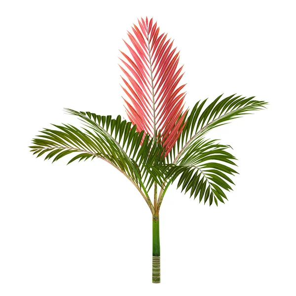 Palme isoliert. Chambeyronia macrocarpa — Stockfoto