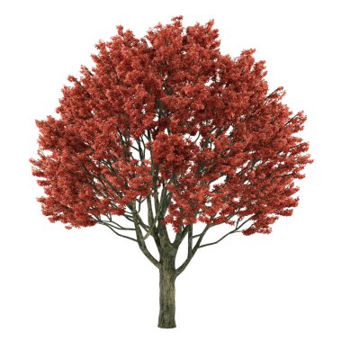 ağaç izole. Acer griseum