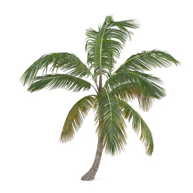 coco palm tree izole. Cocos nucifera