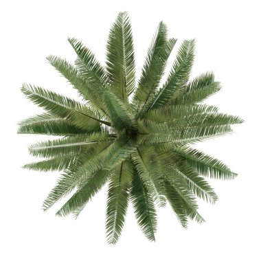 izole palmiye ağacı. jubaea chilensis Üstten Görünüm