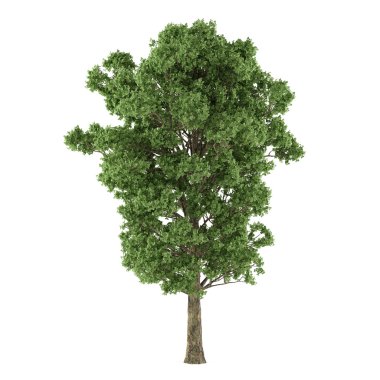 ağaç izole. Kavak (bitki) x canescens