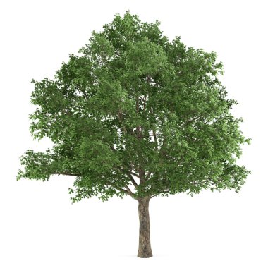 ağaç izole. Quercus robur