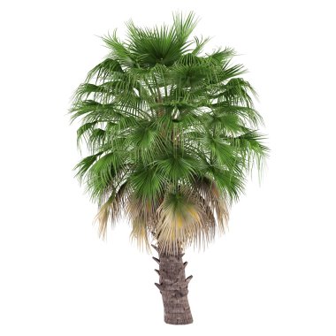 izole palmiye ağacı. Washingtonia filifera