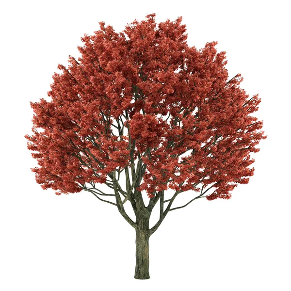 Albero isolato. Acer griseum — Foto Stock