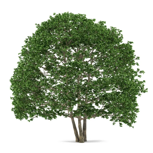 Boom geïsoleerd. Alnus — Stockfoto