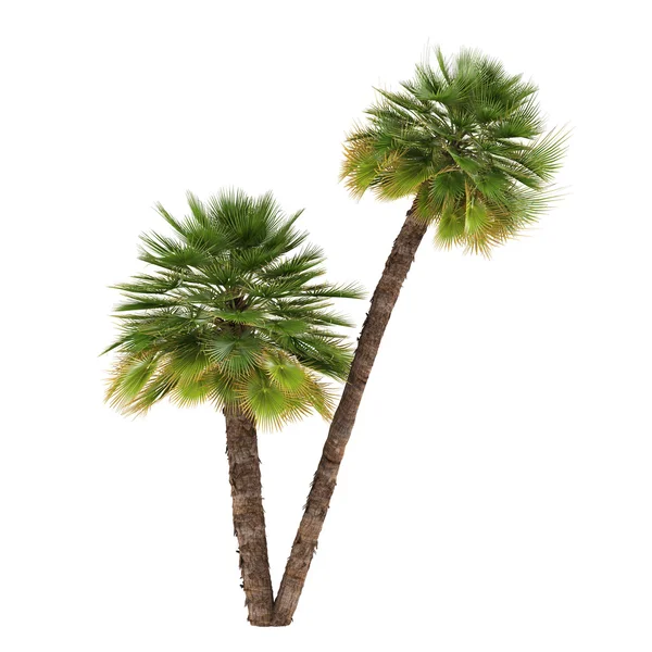 Palme isoliert. Chamaerops humilis — Stockfoto