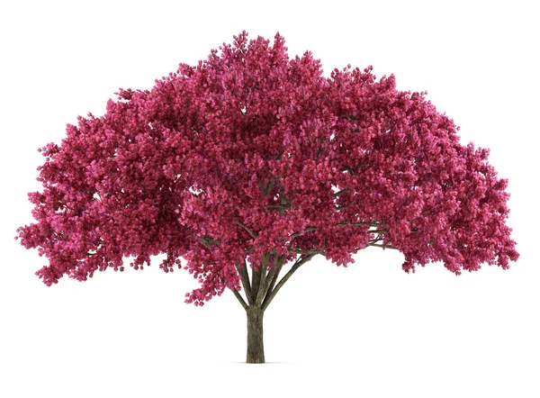 Giappone albero sakura isolato. Prunus cerasus — Foto Stock