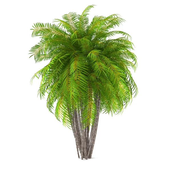 Palm tree isolated. Chrysalidocarpus — Stock Photo, Image