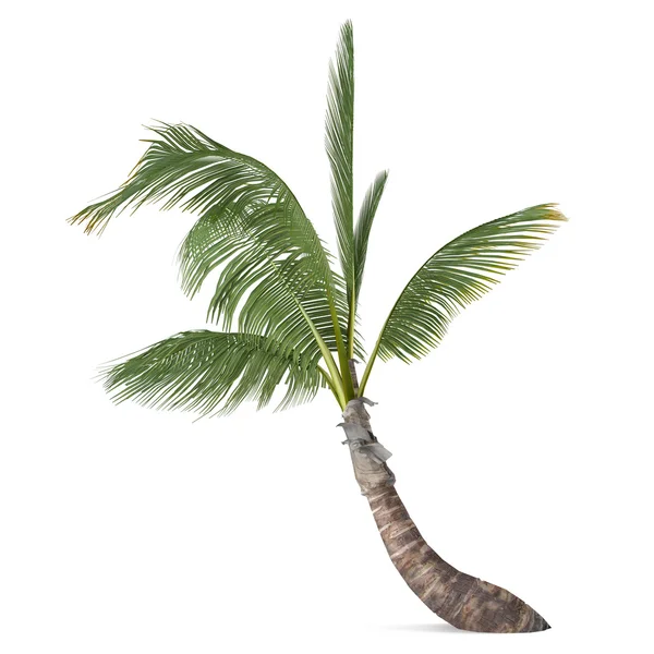 Palmera de coco aislada. Cocos nucifera — Foto de Stock