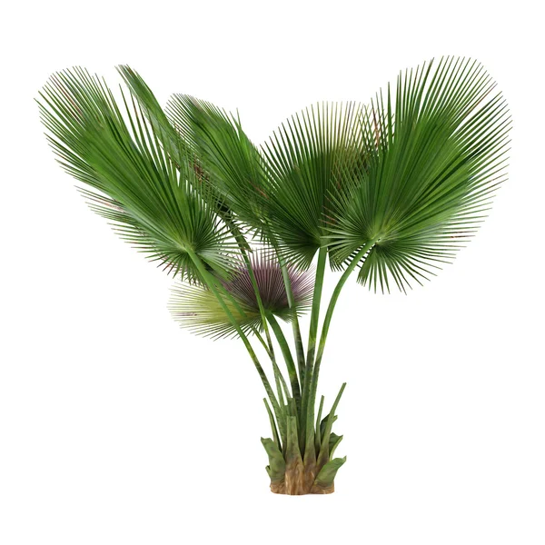 Palm tree isolated. Copernicia baileyana — Stock Photo, Image