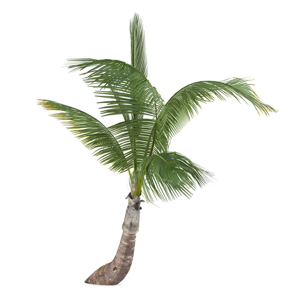 Coco palm tree isolated. Cocos nucifera — Stock Photo, Image