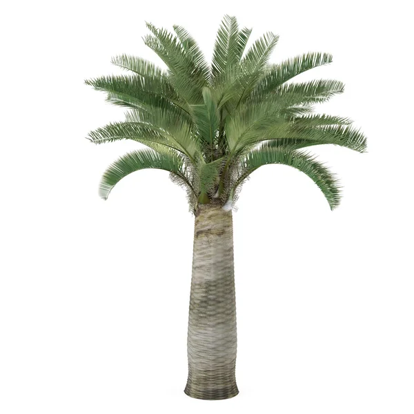 Palm tree isolated. Jubaea chilensis — Stock Photo, Image