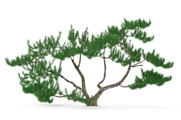 Pflanzbaum isoliert. exotische Kiefern — Stockfoto