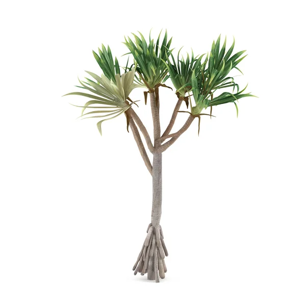 Palm plant tree isolated. Pandanus utilis — Stock Photo, Image