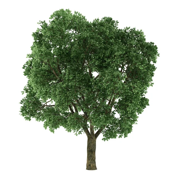 Tree isolated. Ulmus — Stock Photo, Image