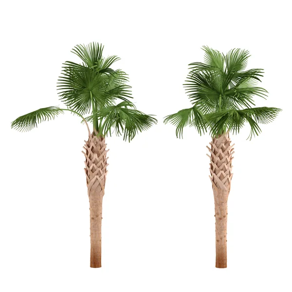 Palmy na białym tle. Sabal palmetto — Zdjęcie stockowe