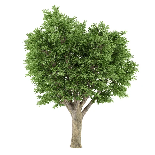 Tree isolated. Ulmus campestris — Stock Photo, Image