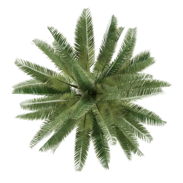 Palme isoliert. jubaea chilensis von oben — Stockfoto