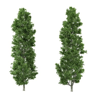 Tree isolated. Populus clipart