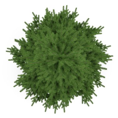 Tree isolated. Pinus fir-tree top clipart