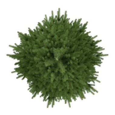 ağaç izole. Picea köknar ağacı üst