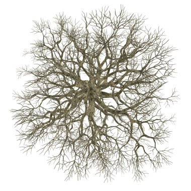 ölü ağaç olmadan yalıtılmış bırakır. Acer üst