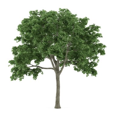 Tree isolated. Ulmus clipart