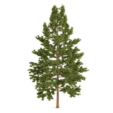 Tree pine isolated. Pinus strobus clipart