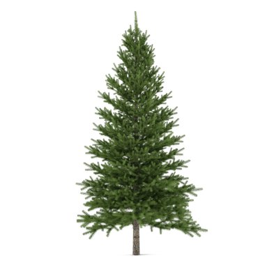 ağaç izole. Pinus köknar ağacı