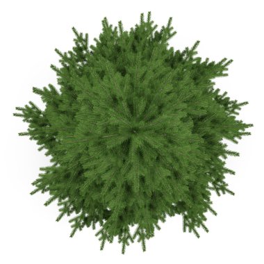 ağaç izole. Pinus köknar ağacı üst