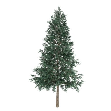 ağaç izole. Picea abies çam ağacı