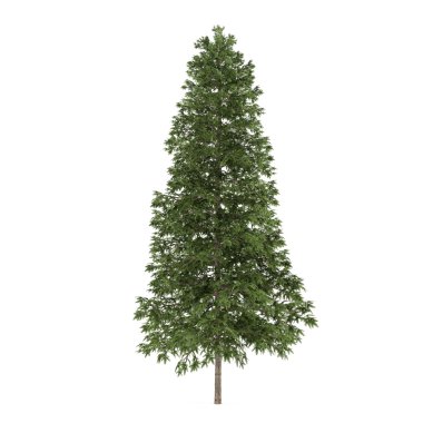 ağaç izole. Picea abies çam ağacı