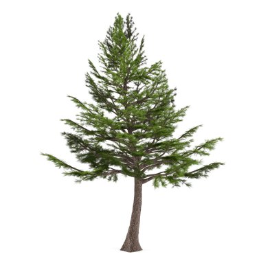 izole çam ağacı. Cedrus sediri