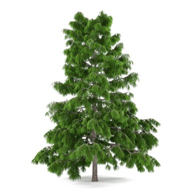 izole çam ağacı. Cedrus deodara