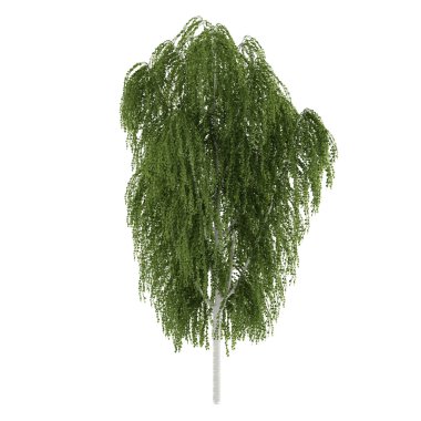 ağaç izole. Betula huş