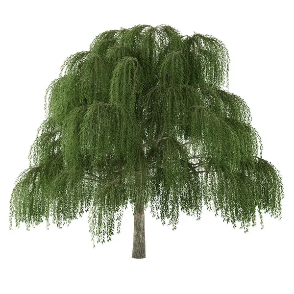 Baum, isoliert. Weide Salix — 图库照片