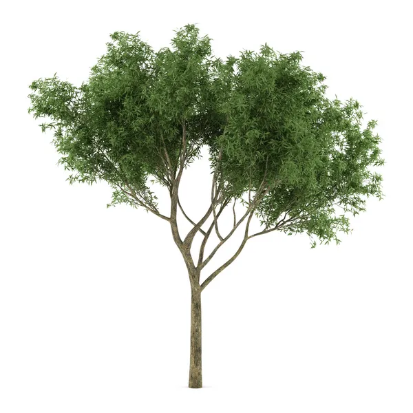 Baum isoliert. salix fragilis — Stockfoto