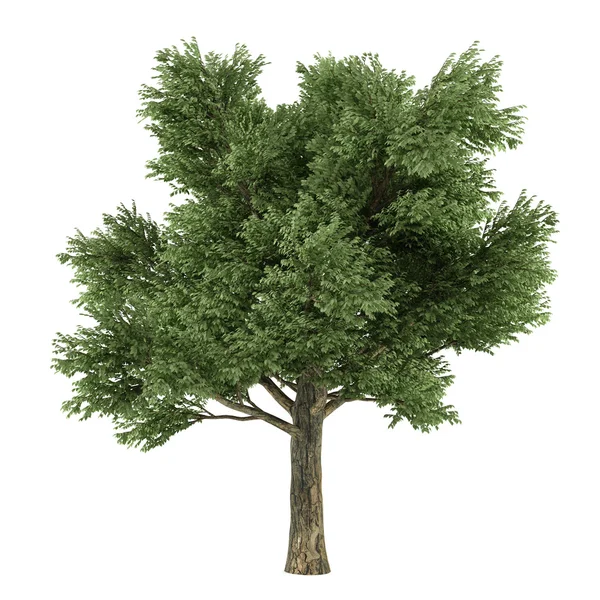 Baum isoliert. Quercus — Stockfoto