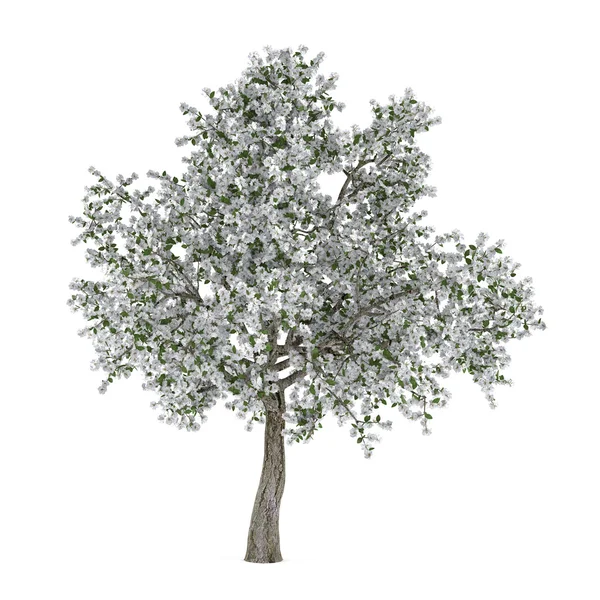 Blühender Baum mit weißen Blumen. Pyrus. — Stockfoto