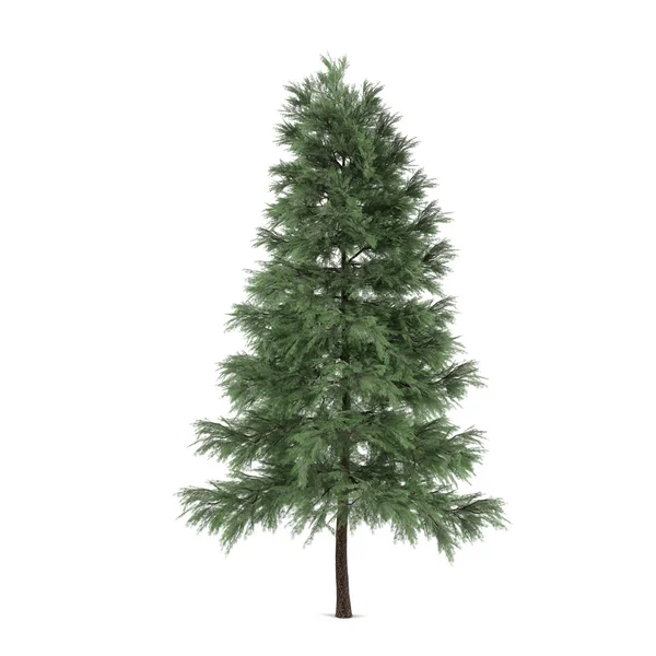 Drzewo na białym tle. Pinus sylvestris-świerk — Zdjęcie stockowe