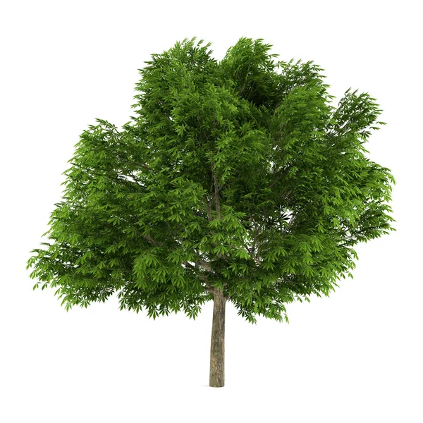 Drzewo na białym tle. Aesculus glabra — Zdjęcie stockowe