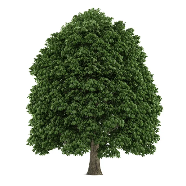 Drzewo na białym tle. Aesculus kasztan — Zdjęcie stockowe