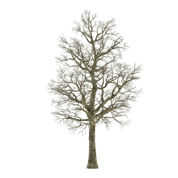 Mrtvý strom bez listí izolované. Acer — Stock fotografie