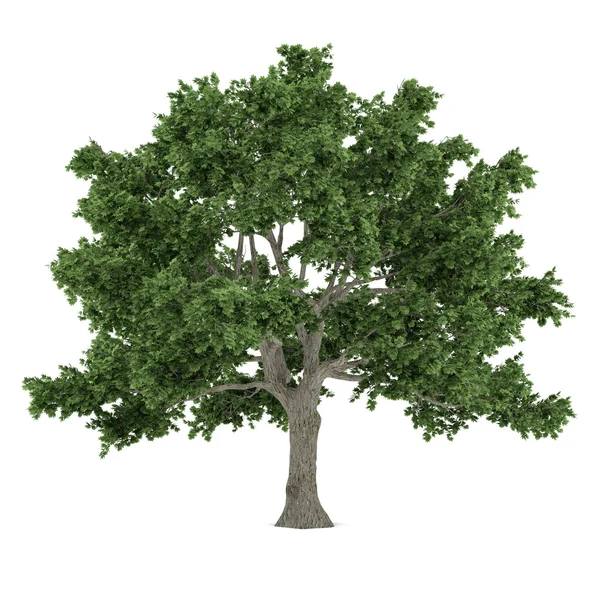 Baum isoliert. Ahorn acer saccharum — Stockfoto