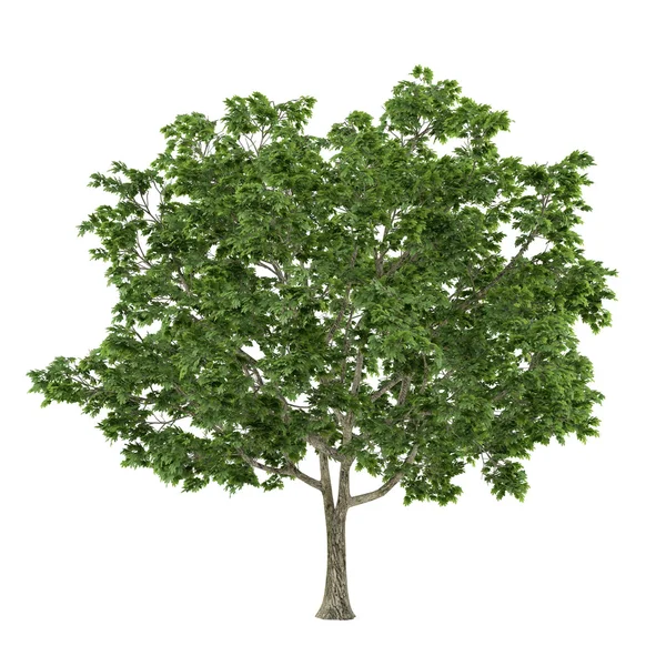 Tree isolated. Acer platanoides maple — Stock Photo, Image