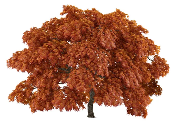 Baum isoliert. acer japonicum — Stockfoto