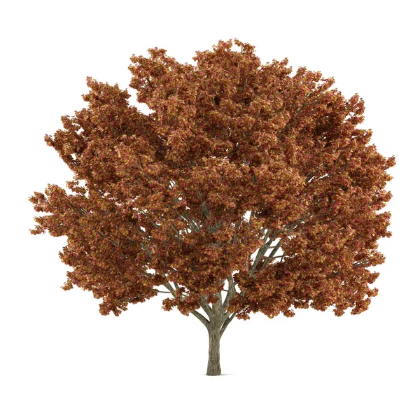 Albero isolato. Acer arancione rosso — Foto Stock